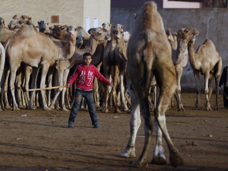 These are not the camels you're looking for 