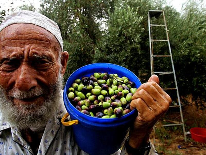 Jordan’s olive oil production saw an 11 per cent increase in 2012