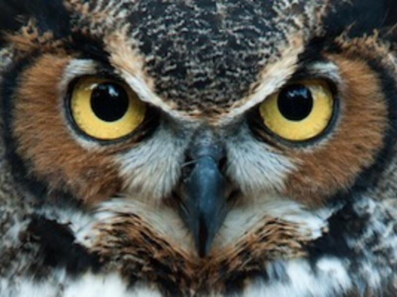 the Omani owl is greyish white with clear, orange eyes and a deep, low-pitched hoot which distinguishes it from the other species. Warning: the owl in this picture is not from Oman. (Image via Shutterstock)