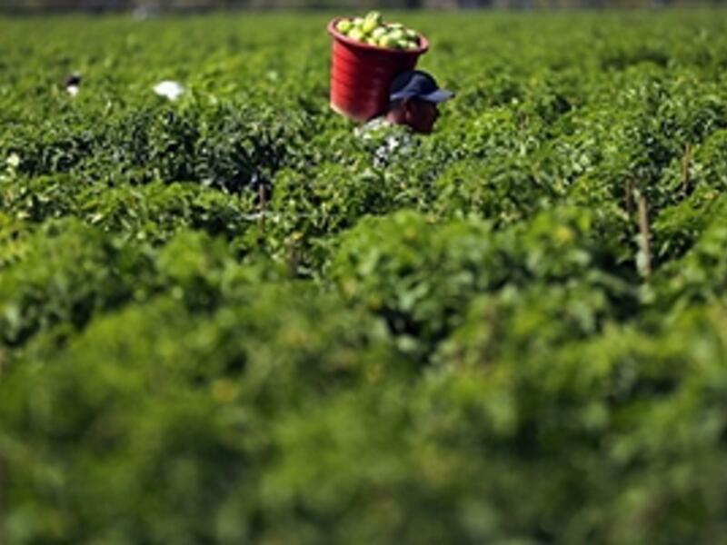 Algeria is especially sensitive to food price fluctuations due to its high dependency on food imports. 