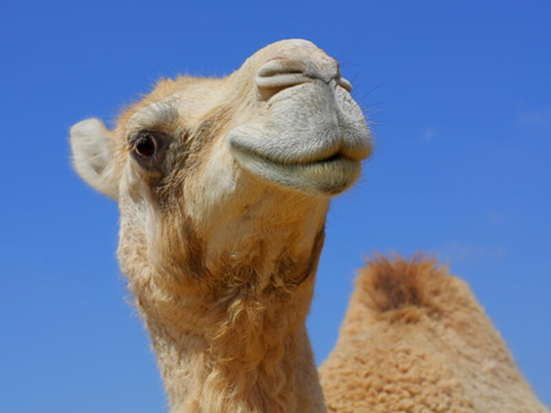 Two American mothers credit camel milk with helping their autistic children. (Shutterstock)