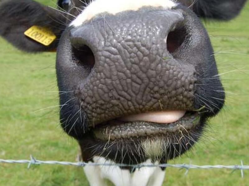 Is Black Beauty in your dinner? Lebanon pulls potential horse meat dishes off the shelves 