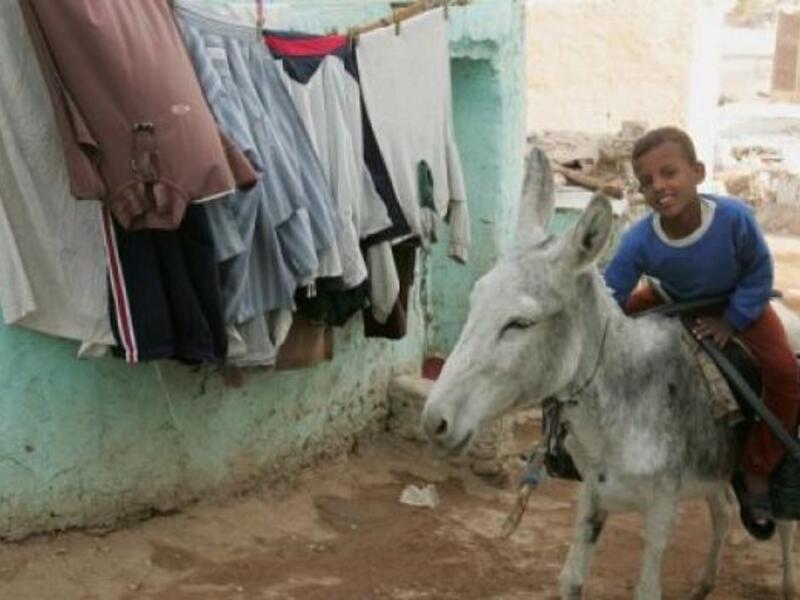 Not the donkey in question. An Egyptian farmer was arrested over the weekend for naming his donkey after General Abdel Fattah al-Sisi and jauntily (we imagine) placing an army cap on its head. (AFP/File)