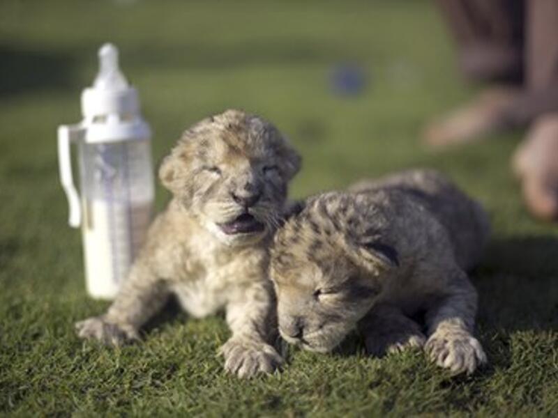 All together now: awwwwwwwwwwwww! The twin cubs, Fajr and Sijil, at the zoo in the northern Gaza Strip town of Beit Lahia. Photograph: Mohammed Abed/AFP/Getty Images