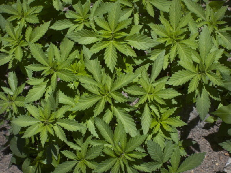 The Lebanese pot laws are changing and it is important to be kept up to date.