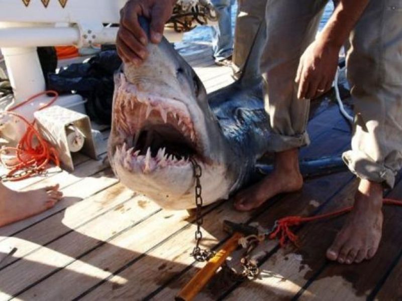 Campaigners in the UAE are trying to stem the flow if shark fin exports to Asia