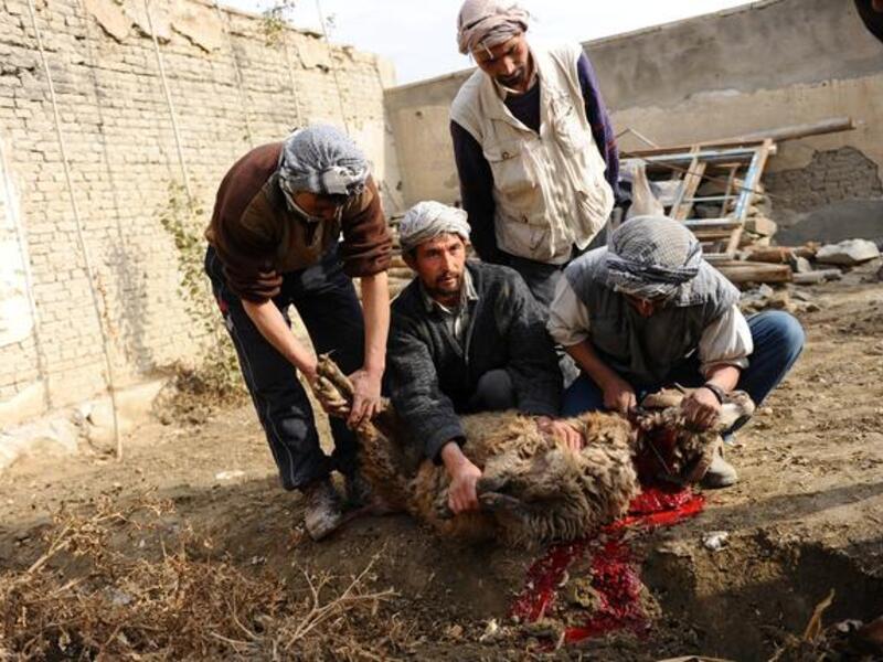 Prices for animals in Eid are being controlled, the UAE government have confirmed