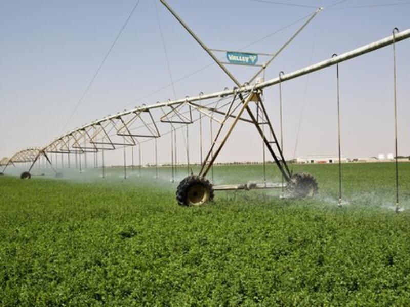 The ministry has offered 40000 feddan (16.800 hectares) to investors by the end of February with 20 percent (8000 feddan) allocated to locals in a closed bid.