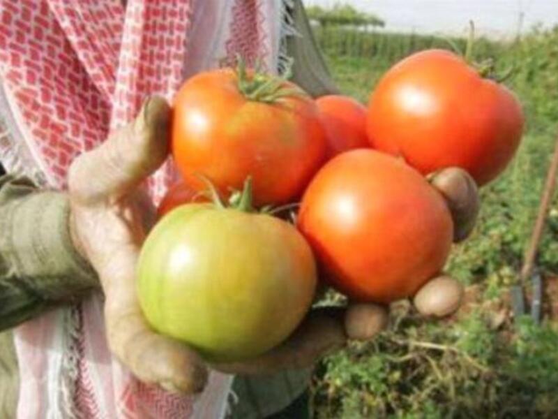 Citing the need to support the Gazan economy, Hamas bans the import of fruit from  Israel