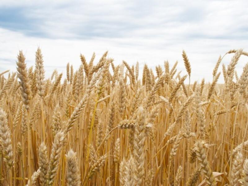Russia will supply at least 5-5.5 million tonnes of wheat to Egypt this year and will increase agricultural goods imports from the North African country.