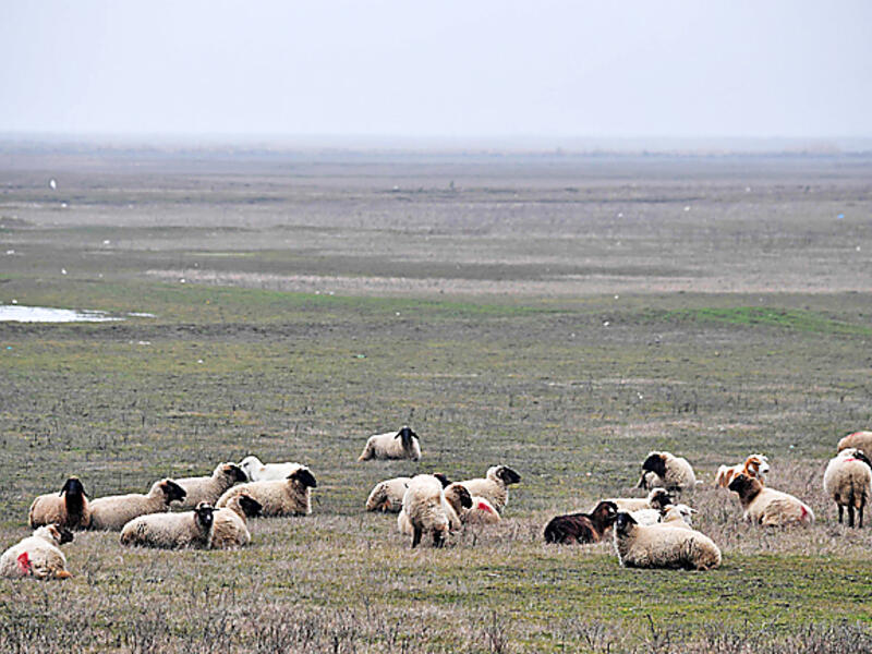 Palestinian farmer grazing sheep (AFP/File Photo)