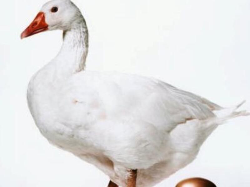 The timing for activating the 10 percent property tax law in Egypt: inappropriate or just another 'goose that will lay golden eggs'?