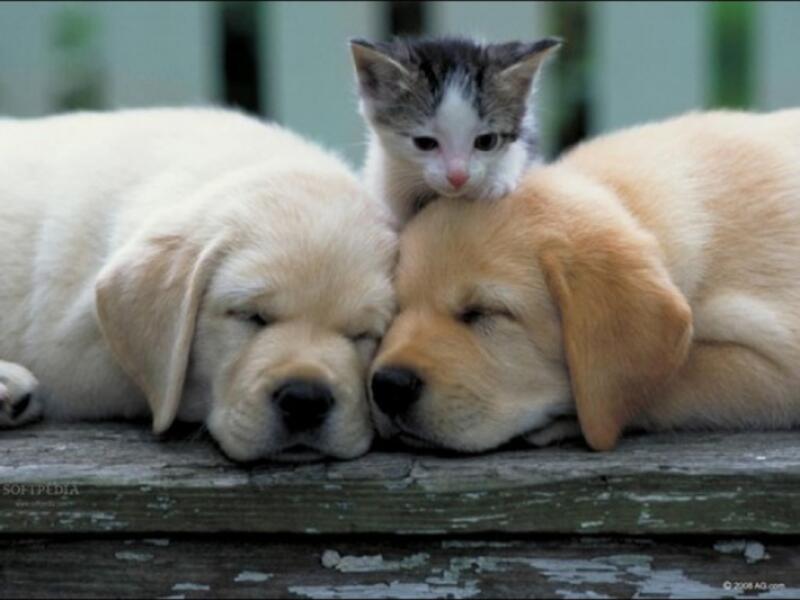 The law says it is the local governments' responsibility to care of the rehabilitation of stray animals. (Shutterstock)