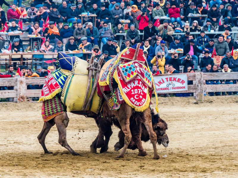People are watching camel wrestling in Selcuk Arena. Camel wrestling is populer attraction in Aegean part of Turkey. 
(Shutterstock/ File Photo)