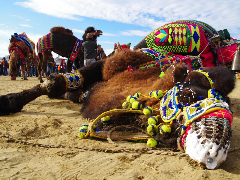  A defeated camel at wrestling camel carnaval.
(Shutterstock/ File Photo)
