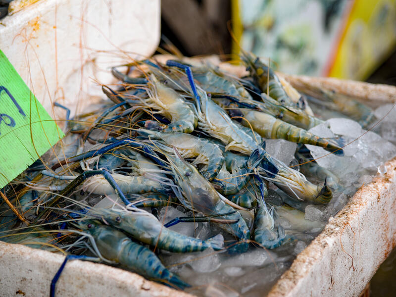 Prawns, he said, were in fact arthropods - insects - and that consuming them was prohibited (Shutterstock/File)