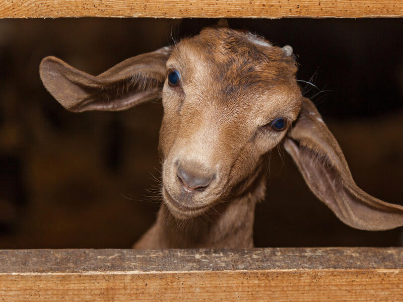 (Shutterstock)

(Shutterstock)

(Shutterstock)