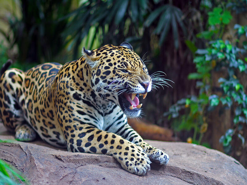 Jaguar (Shutterstock/File Photo)