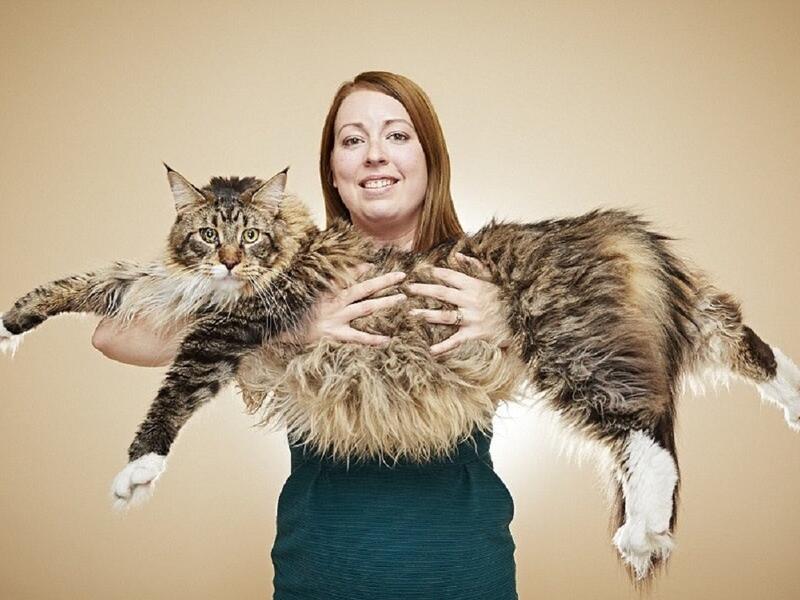  أضخم قط ماين كون في العالم ويقال انه مزج سلالتي القطط المنزلية الأمريكية والأنغورا في مقاطعة ماين.