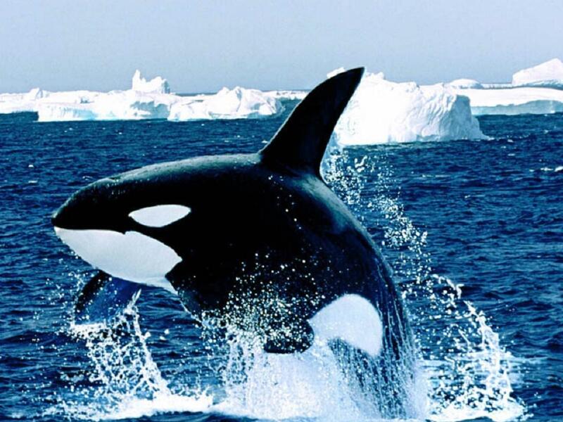 امتلاك حوت: لا يمكن للمواطن في بريطانيا أن يدعي بأنه يملك حوتًا في البحر، وينطبق هذا القانون على الحيتان والدلافين وسمك القرش وسمك الحفش وخنازير البحر داخل دائرة نصف قطرها 3 أميال من الشاطئ البريطاني.