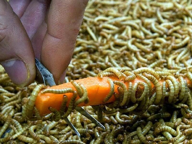 اليوم العالمي لجذب الدود- بريطانيا في كل عام في شهر مايو، يقوم سكان بلدة بلاكاوتون في إنكلترا،باستضافة يوم عالمي لجلب الديدان، ويتضمن هذا اليوم احتفالات عديدة، مِن أهمها أن يقوم المتسابقون بمُحاولة جذب الديدان مِن باطن الأرض بدون استخدام أي وسائل للحفر في التربة