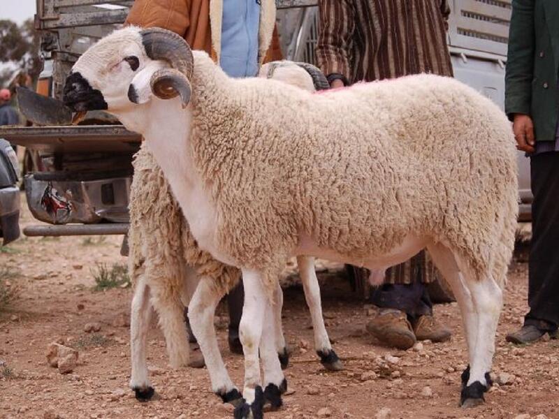 ذبح الأضاحي وهي الأهم والأبرز في هذه الأيام يجبر الله خاطر الفقراء بفرض الذبح على الأغنياء حتى يأكل الفقراء اللحوم التي تعد هي أغلى الأطعمة الموجودة هذه الأيام بحيث يتناولونها ولو مرة في السنة.