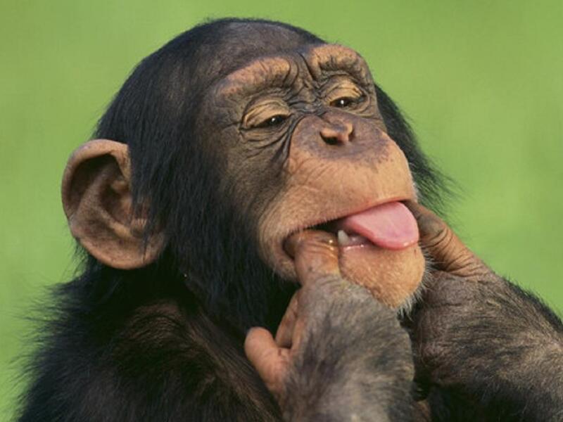 القرود: تعيش القرود في جماعات تعاونية وتحالفات للحصول على الطعام، فإن وجد القرد المستضعف في القبيلة بيضة أحد الزواحف يقوم بإعطاء أصوات تحذيرية كاذبة من خطر يقترب ليختلي في البيضة لوحده.
