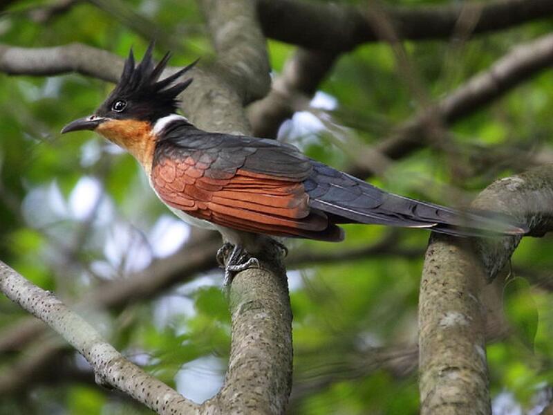 طائر الوقواق: يقوم بوضع بيوضه في أعشاش طيور من نوع آخر لتقوم بإطعام صغارها والاهتمام بها، وتقوم الطيور الصغيرة بتقليد صوت الأم الجديدة لاستثارة عواطفها.
