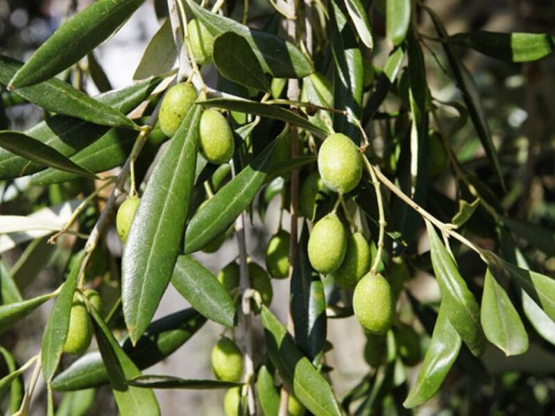 Tunisia took the leading position in the competition which evaluated 910 extra virgin olive oils from 27 countries. (File photo)