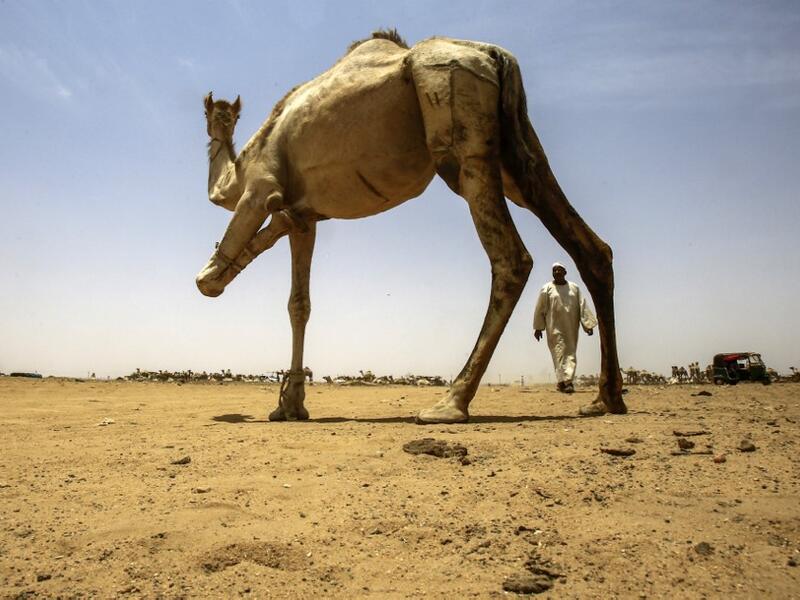El-Molih is well known among tourists visiting the northeast African country, with its daily camel market a hit among visitors. Some camels are sent to slaughter houses, while the priced ones in the Gulf countries to take part in races. ASHRAF SHAZLY / AFP