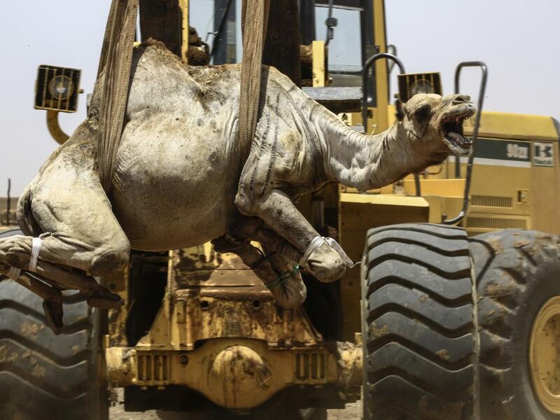 A mobile crane lifts a camel to be loaded into a waiting truck headed to the border with Egypt where the animal was meant to be sold, at El-Molih camel market west of the Sudanese capital's twin city of Omdurman ASHRAF SHAZLY / AFP