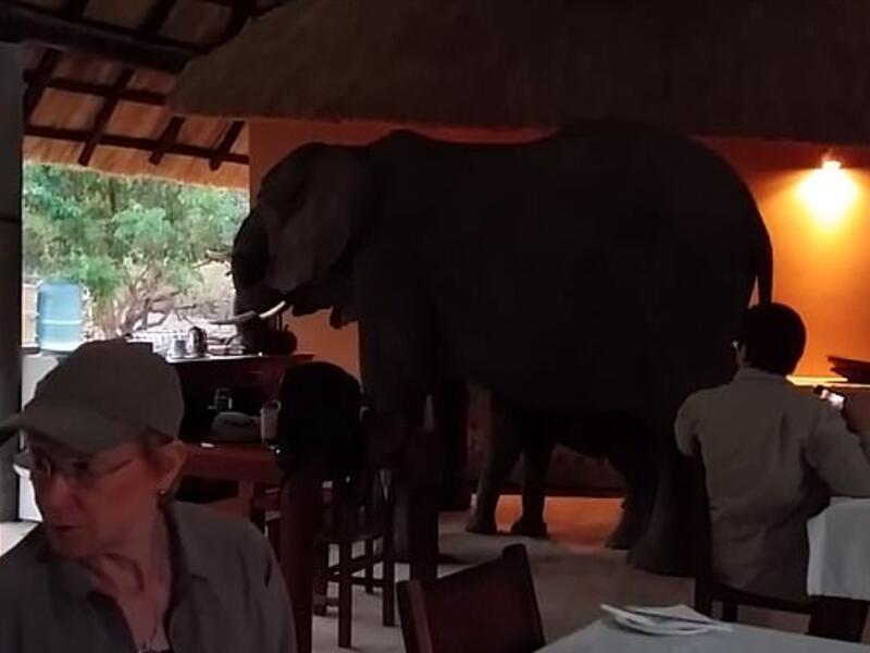 Before long, the family of elephants turns away from the tourists and moves out of the room. (Video Screenshot)