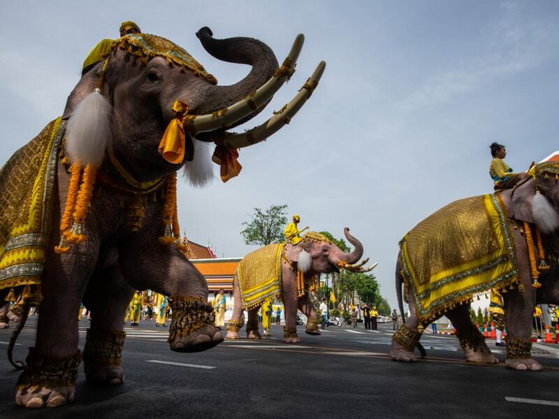 Mahouts ride on their elephants as they march with well-wishers during a procession near the Grand Palace to pay their respects to Thailand's King Maha Vajiralongkorn in Bangkok on May 7, 2019.  Jewel SAMAD / AFP