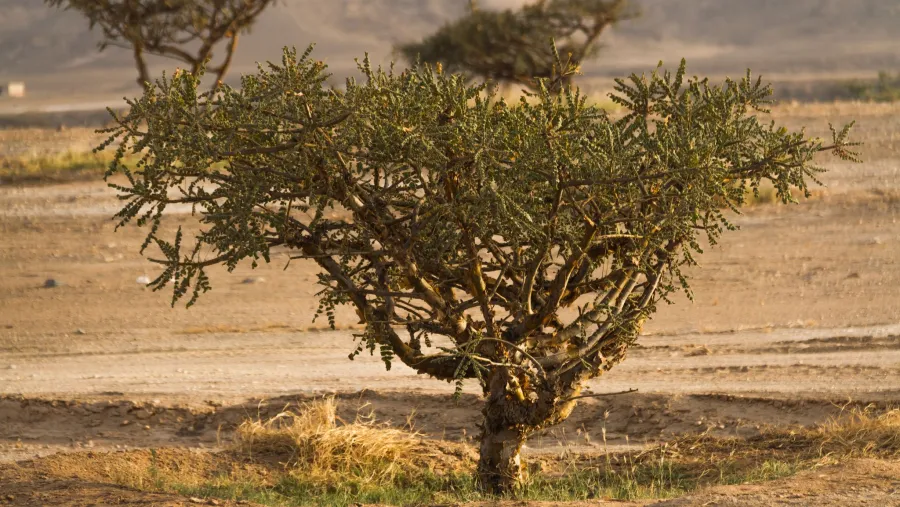 جمعية البيئة العُمانية تحتفي بيوم الشجرة العُمانية من خلال إطلاق لوحة بيانية حول أشجار اللُبان