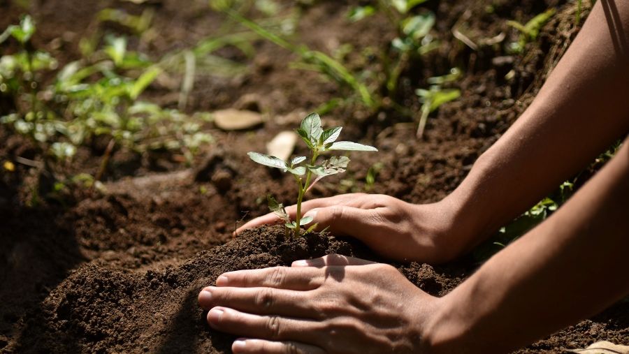 International Day for the Conservation of the Mangrove Ecosystem: Over 4,000 mangrove saplings restored through  Emirates NBD and Mastercard Priceless Planet Coalition