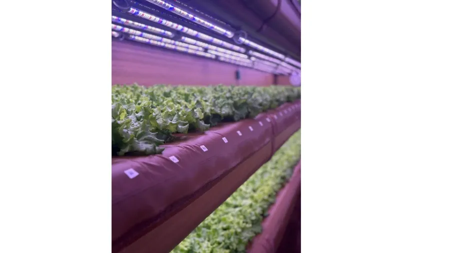Abu Dhabi University inaugurates its first on campus AirFarm in collaboration with Midbar and RBK