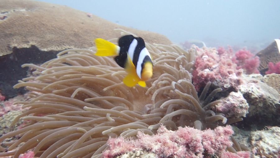 تحويل منصّات النفط القديمة في قطر إلى مواطن للكائنات البحرية