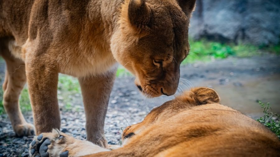 Lions at Japan zoo