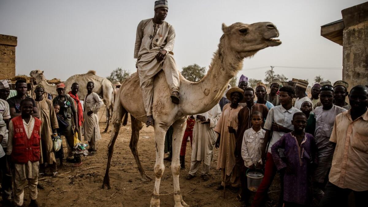 A Hausa-Fulani man rides a camel at Illiea Cattle Market, Sokoto State, Nigeria, on April 21, 2019. Illiea is the last Nigerian town before Niger's border and the cattle market is one of the largest of West Africa receiving pastoralist nomads from several countries in the region. Luis TATO / AFP