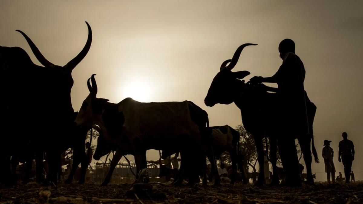 A herdsman prepares cows for his costumer after cattle transactions at Illiea Cattle Market, Sokoto State, Nigeria, on April 21, 2019. Luis TATO / AFP
