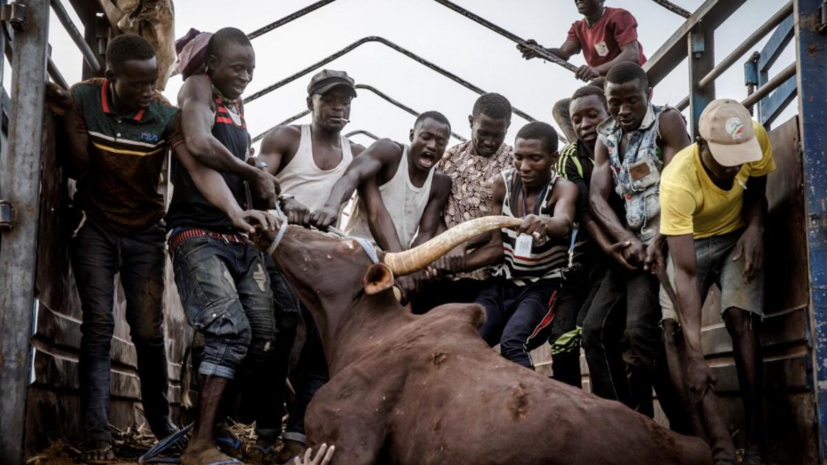 A group of men carry a heavy cow in a truck at Illiea Cattle Market, Sokoto State, Nigeria, on April 21, 2019. Illiea is the last Nigerian town before Niger's border and the cattle market is one of the largest of West Africa receiving pastoralist nomads from several countries in the region. Luis TATO / AFP