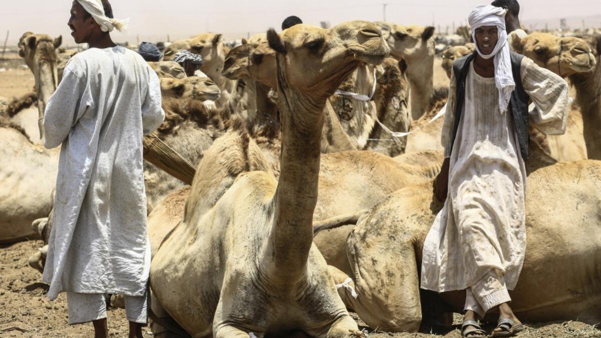 Herders stand by sitting camels at El-Molih camel market west of the Sudanese capital's twin city of Omdurman ASHRAF SHAZLY / AFP