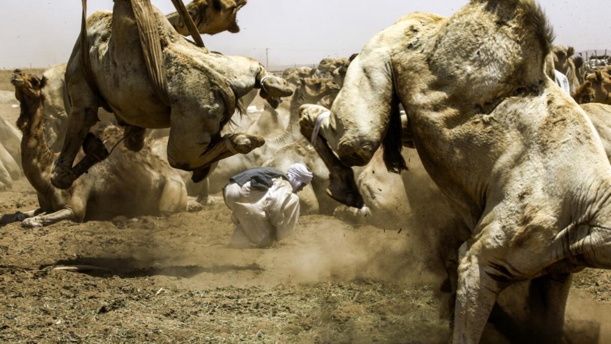 A camel struggles with bondage rope as another is lifted by a mobile crane to be loaded into a waiting truck headed to the border with Egypt where the animal was meant to be sold, at El-Molih camel market west of the Sudanese capital's twin city of Omdurman  ASHRAF SHAZLY / AFP
