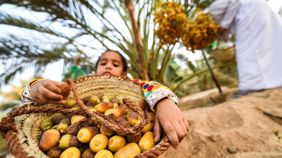 An Emirati child carries a basket filled with freshly-picked dates, during the annual Liwa Date Festival in the western region of Liwa, south of Abu Dhabi on July 18, 2019. Karim SAHIB / AFP