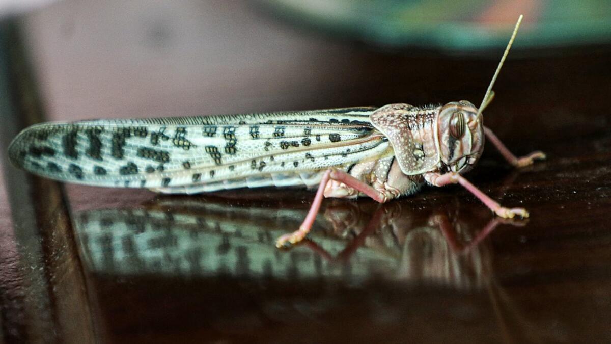 A desert locust is seen inside a house during a swarming event over the Huthi rebel-held Yemeni capital Sanaa on July 28, 2019.  Mohammed HUWAIS / AFP