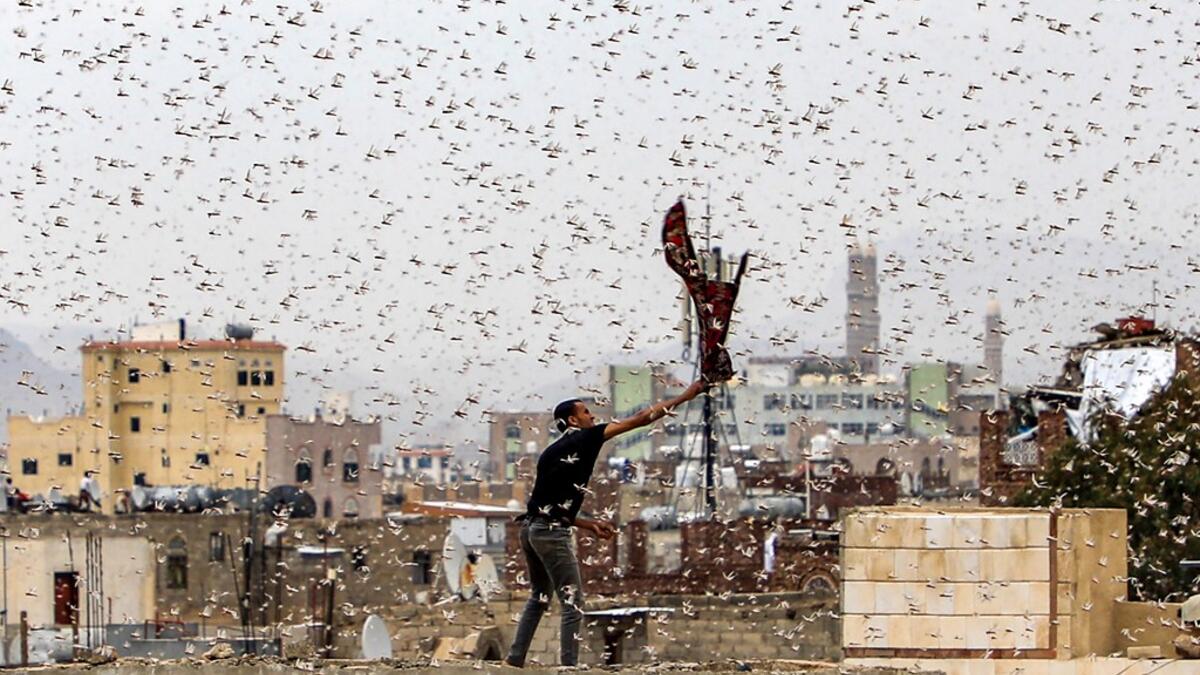 A man tries to catch locusts while standing on a rooftop as they swarm over the Huthi rebel-held Yemeni capital Sanaa on July 28, 2019.  Mohammed HUWAIS / AFP
