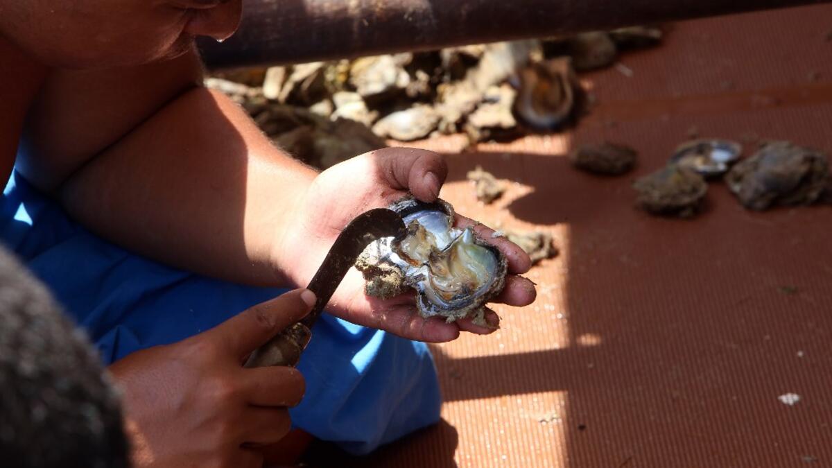 Pearl-diving trips are held annually under the patronage of the Kuwaiti emir in order to keep alive traditions that accompanied the once important national trade of pearl diving, prior to the discovery of oil. Yasser Al-Zayyat / AFP