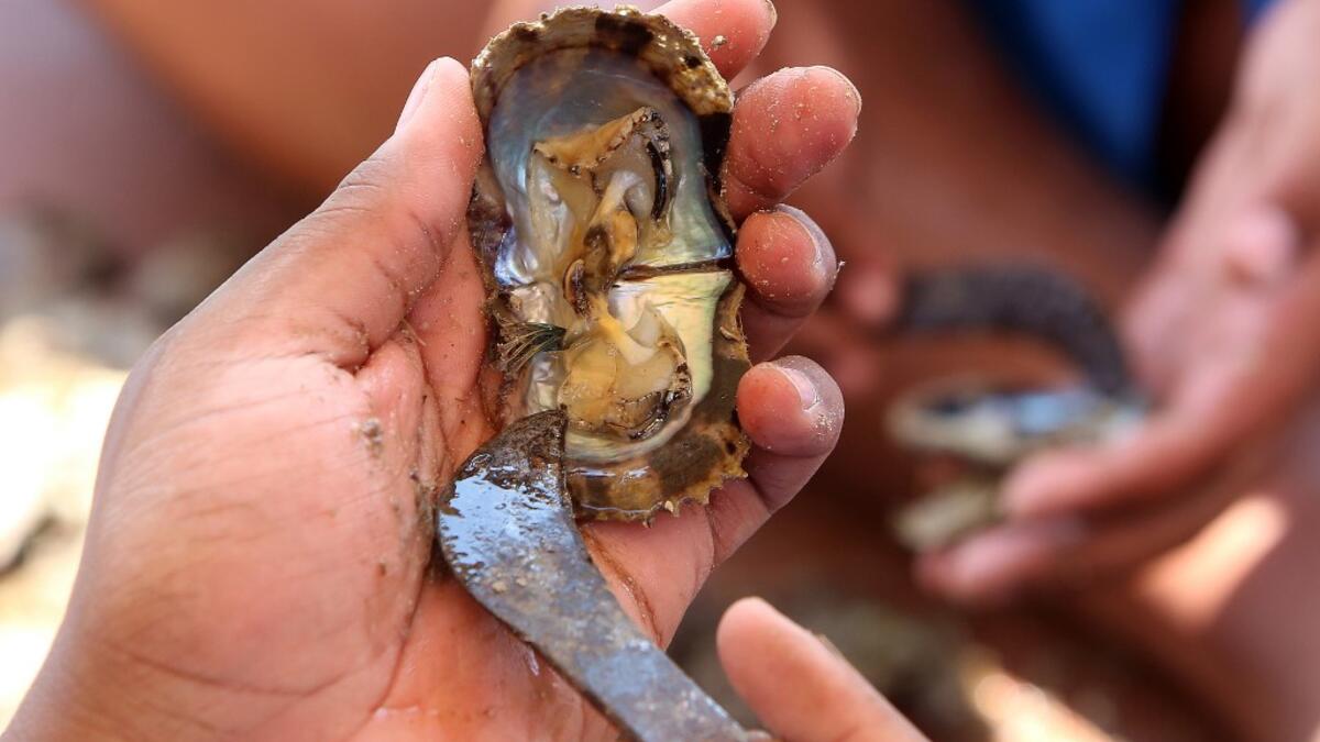 Pearl-diving trips are held annually under the patronage of the Kuwaiti emir in order to keep alive traditions that accompanied the once important national trade of pearl diving, prior to the discovery of oil. Yasser Al-Zayyat / AFP
