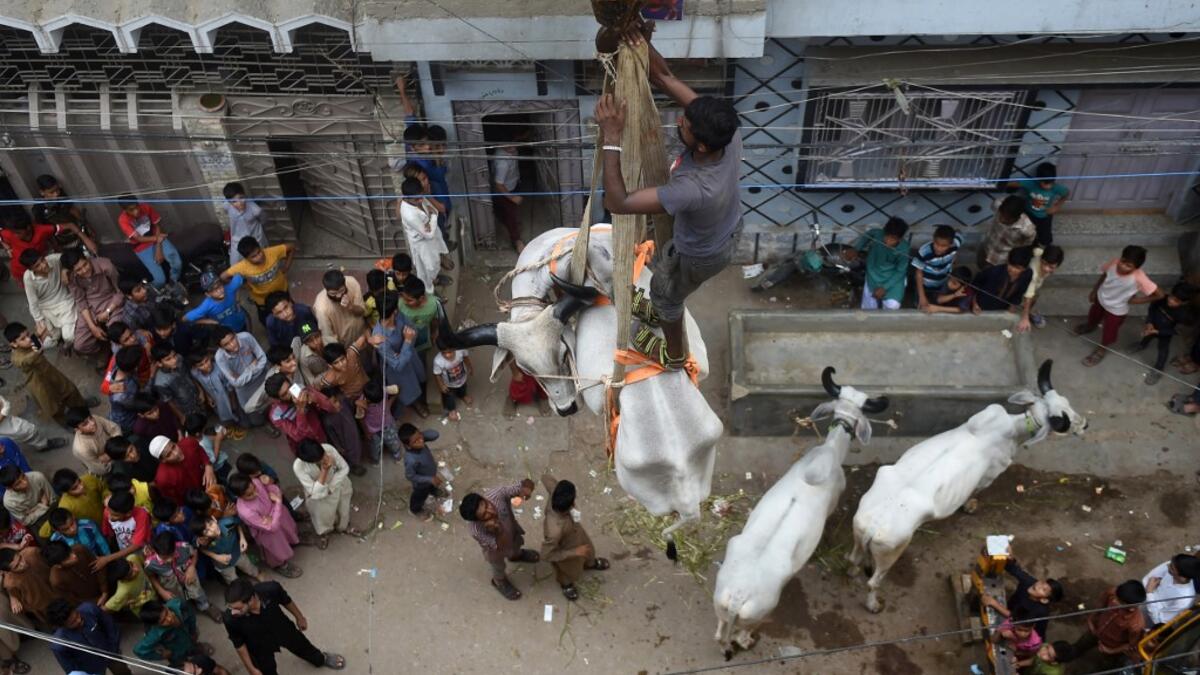 In this photograph taken on August 4, 2019, a man stands on a bull being lowered with a crane from a roof of a building in preparation for the Muslim annual festival of Eid al-Adha or the Festival of Sacrifice, in Karachi. RIZWAN TABASSUM / AFP