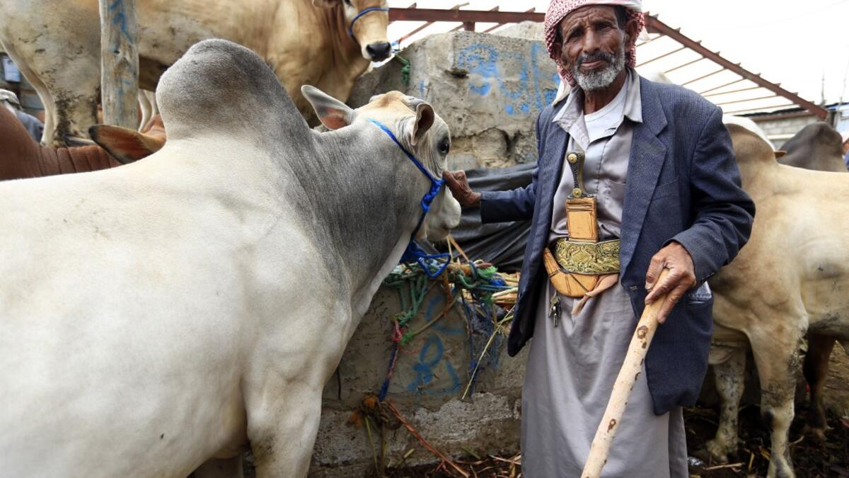 Known as the "big" festival, Eid Al-Adha is celebrated each year by Muslims sacrificing various animals according to religious traditions, including cows, camels, goats and sheep. MOHAMMED HUWAIS / AFP